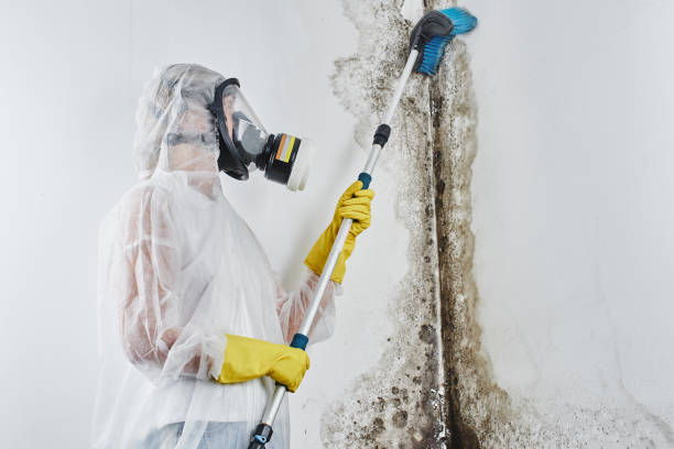 Best Mold Removal Process  in East Cleveland, OH