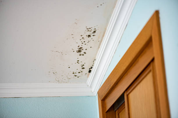 Best Mold Damage Repair  in East Cleveland, OH