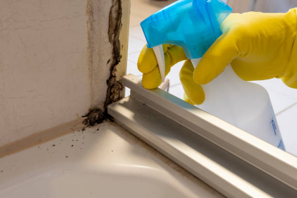 Best Commercial Mold Removal  in East Cleveland, OH