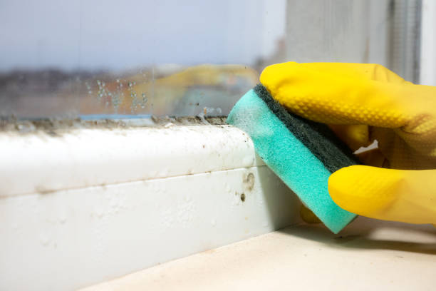 Home Mold Removal in East Cleveland, OH