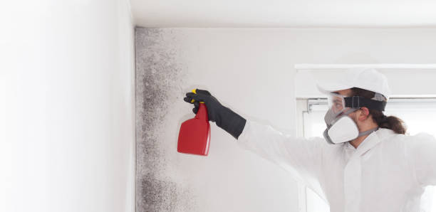 Best Home Mold Removal  in East Cleveland, OH