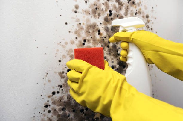 Best Mold Cleaning Services  in East Cleveland, OH