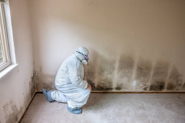 Best Mold Removal Specialists  in East Cleveland, OH