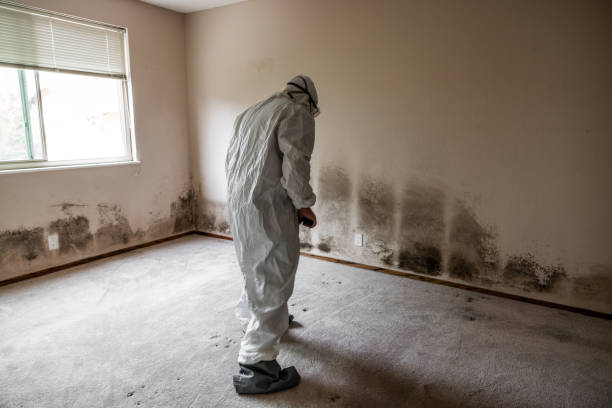 Best Black Mold Removal  in East Cleveland, OH