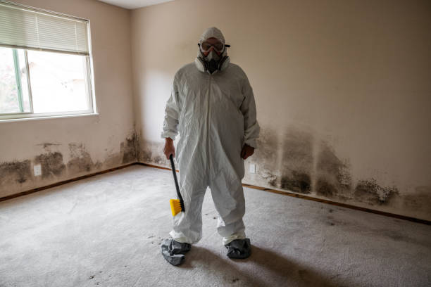 Best Affordable Mold Removal  in East Cleveland, OH