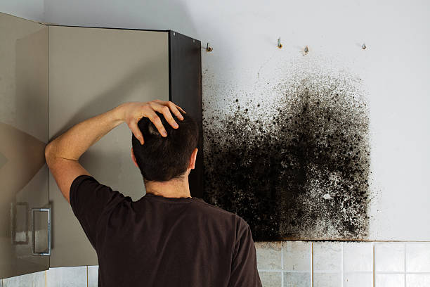 Best Emergency Mold Removal  in East Cleveland, OH